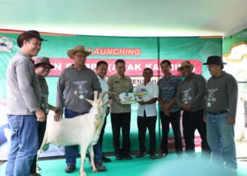 Panen “Cempe”, Jateng Sokong Kebutuhan Daging Nasional