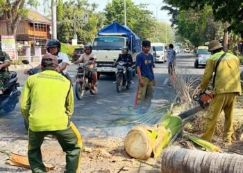 Pohon Palem Tua di Jalan Protokol Rembang Ditebang Demi Keselamatan Pengendara