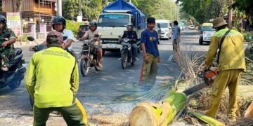 Pohon Palem Tua di Jalan Protokol Rembang Ditebang Demi Keselamatan Pengendara